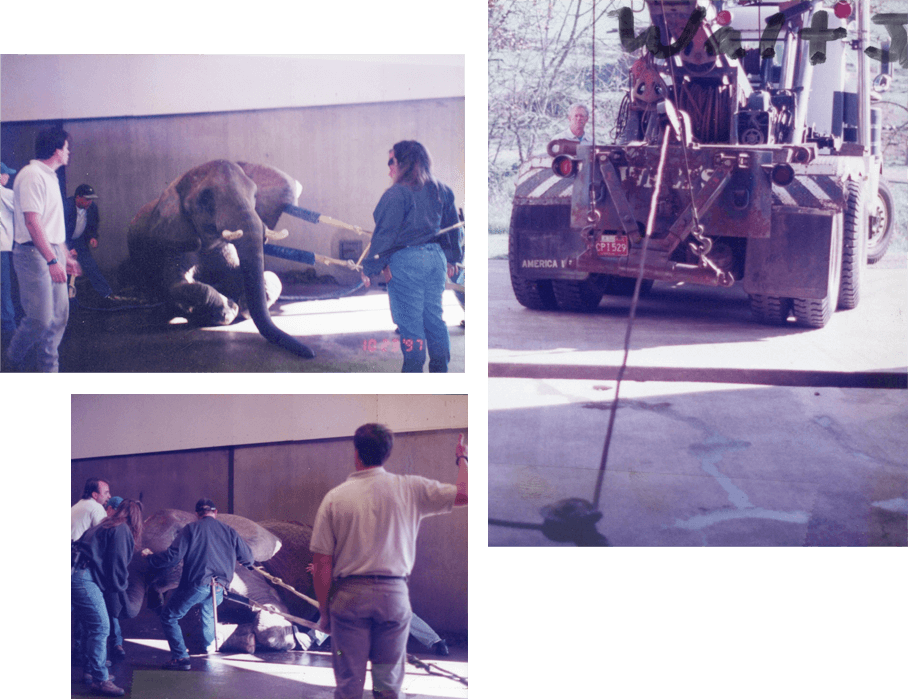 3 photos from 1997 where Walt's Towing helped Wildlife Safari get an elephant back on her feet.